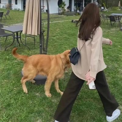 新唐老鸭俱乐部第二季
